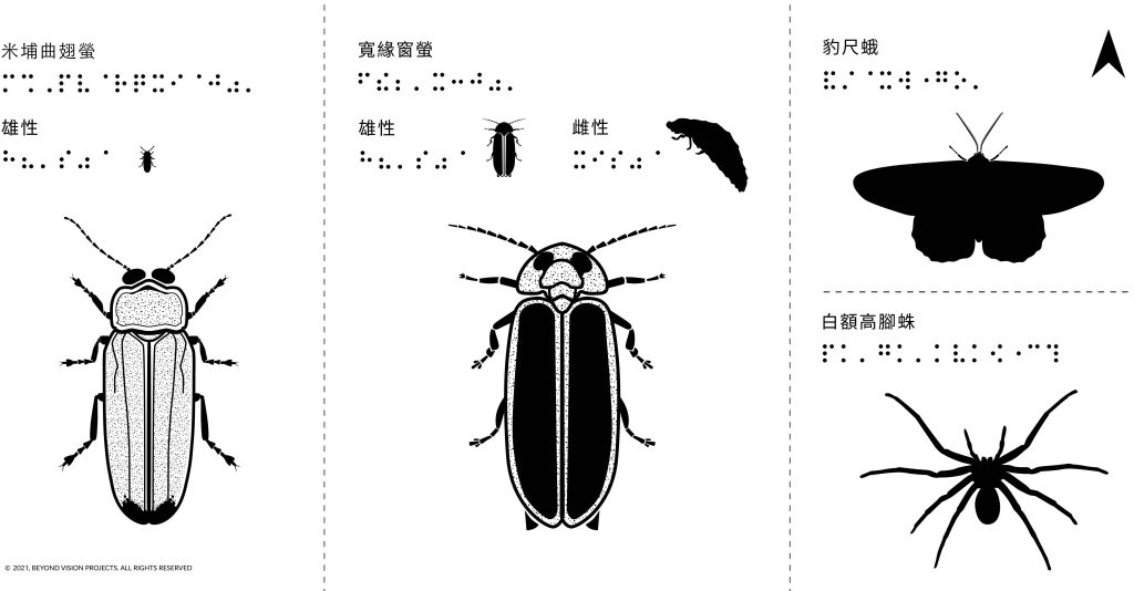 螢火蟲觸感圖，內有兩種不同螢火蟲的的觸感圖－米埔曲翅螢和寬緣窗螢，外加晚間在米埔會見、且較特別的白額高腳蛛和豹尺蛾。