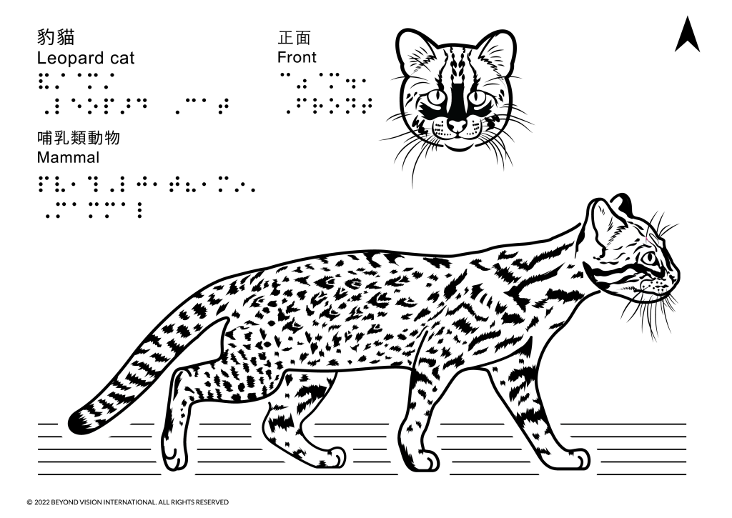 豹貓觸感圖，上面描繪了豹貓的正面和側邊模樣