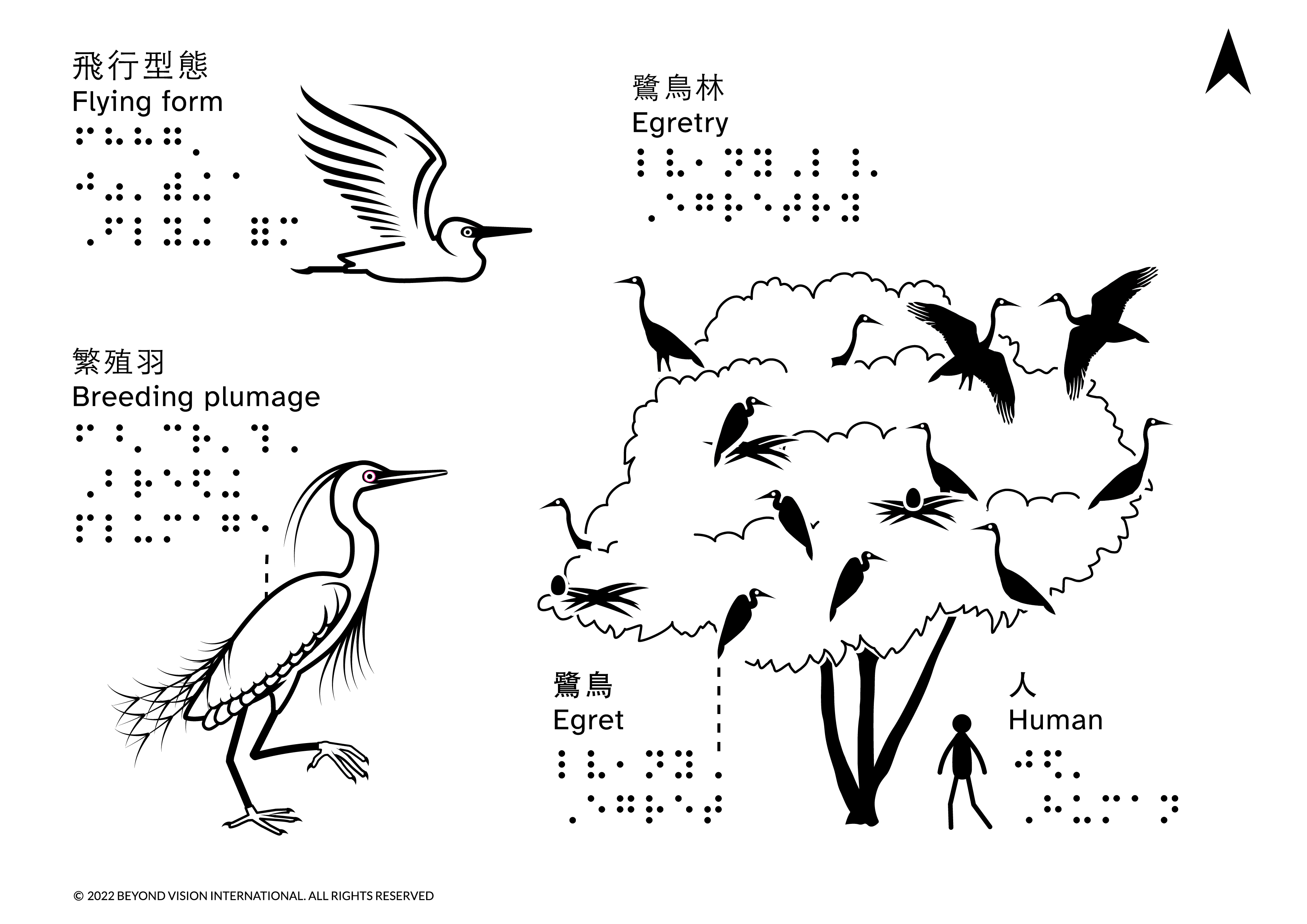 鷺鳥的不同形態