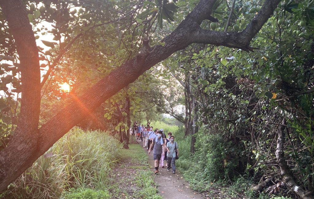 黃昏時份，太陽在相片左邊閃耀，導賞團參加者在草叢中間的石屎路行走