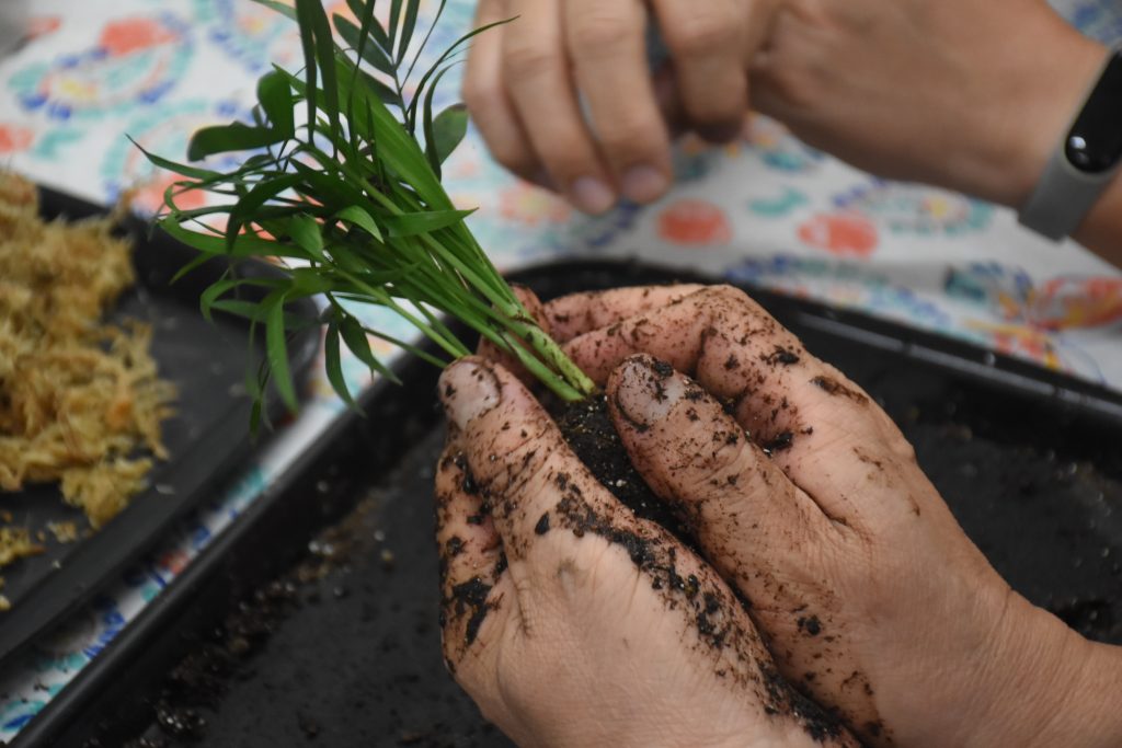 沾滿濕泥的雙手，握住一顆苔玉木植物、球體狀的根部，嘗試將根部濕泥握實