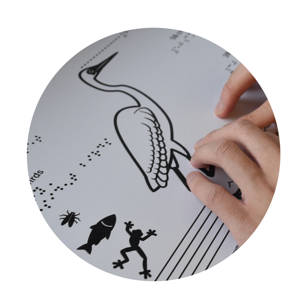 圓形圖片，小白鷺觸感圖的特寫，相中右邊有一對手正在摸讀觸感圖